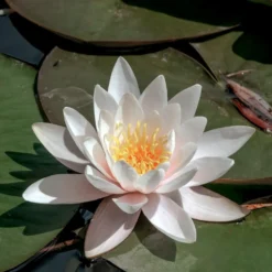 Weiße Seerose - Der Teich wird zum Blickfang