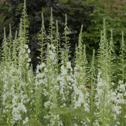 Weißes Weidenröschen - Weiße Blütenwolke im Garten