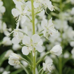 Weißes Weidenröschen - Weiße Blütenwolke im Garten