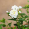 weiße Wandelröschen - Weiße Blütenwolke den Sommer lang