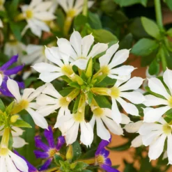 weiß Fächerblume - Weißer Blütenteppich sofort