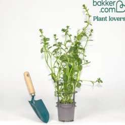 weiß Fächerblume - Weißer Blütenteppich sofort