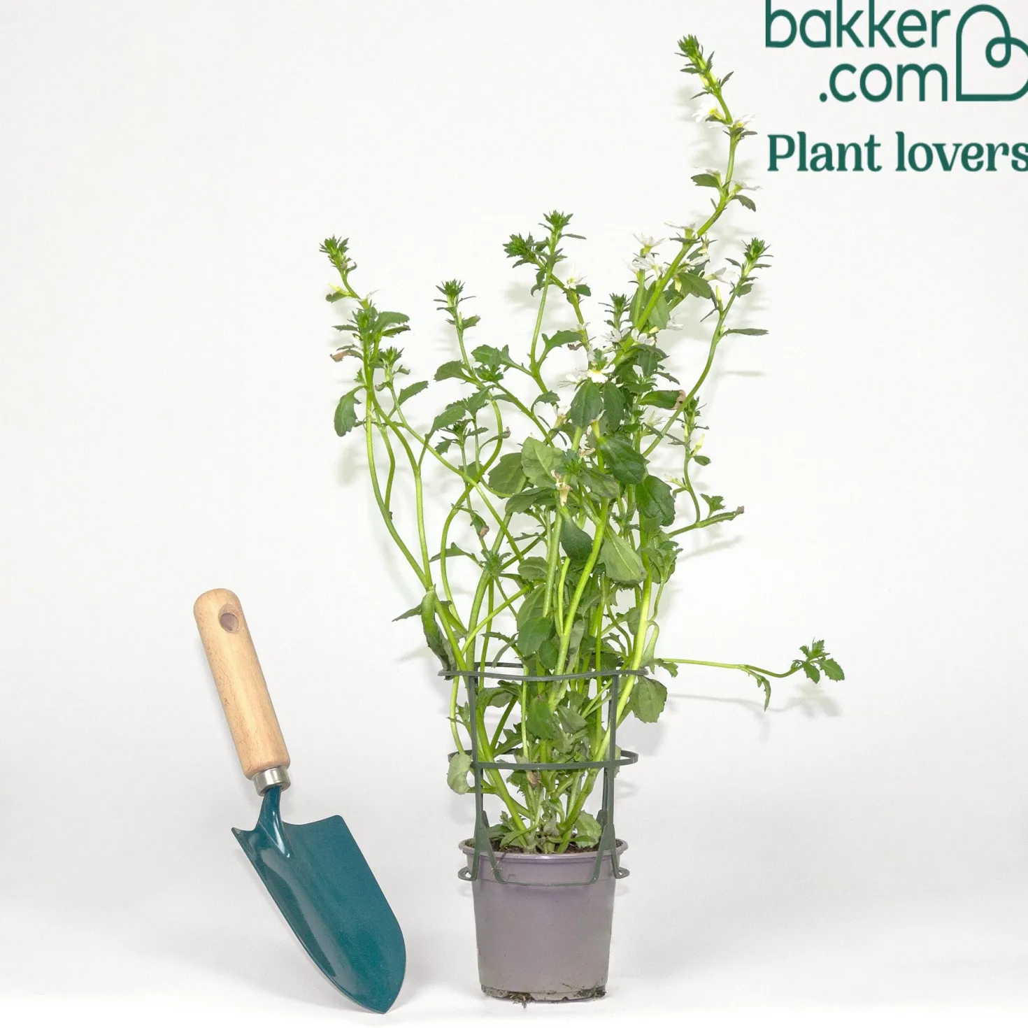 weiß Fächerblume - Weißer Blütenteppich sofort