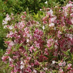 Weigelie florida Variegata - Zweifarbig blühend im Nu