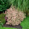 Weigelie Monet - Buntes Laub, rosa Blüten