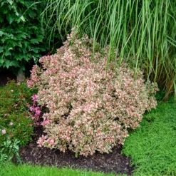 Weigelie Monet - Buntes Laub, rosa Blüten