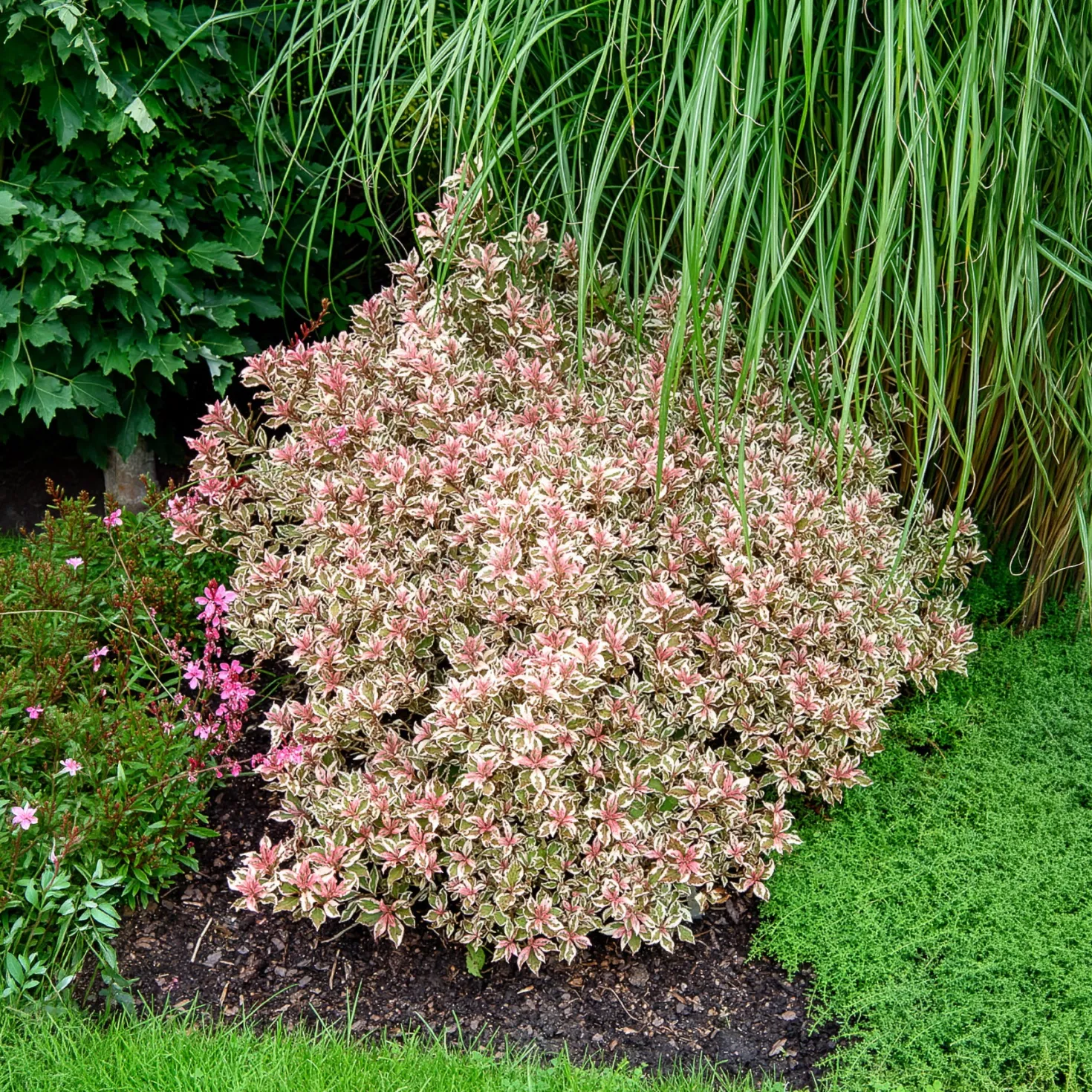 Weigelie Monet - Buntes Laub, rosa Blüten
