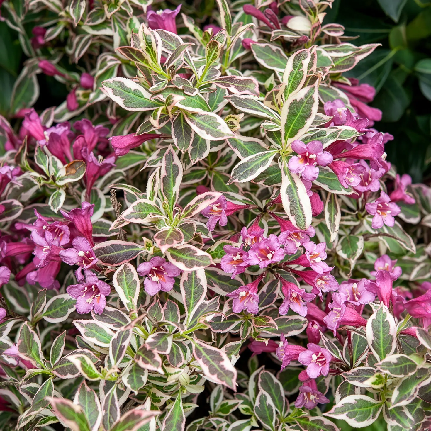 Weigelie Monet - Buntes Laub, rosa Blüten