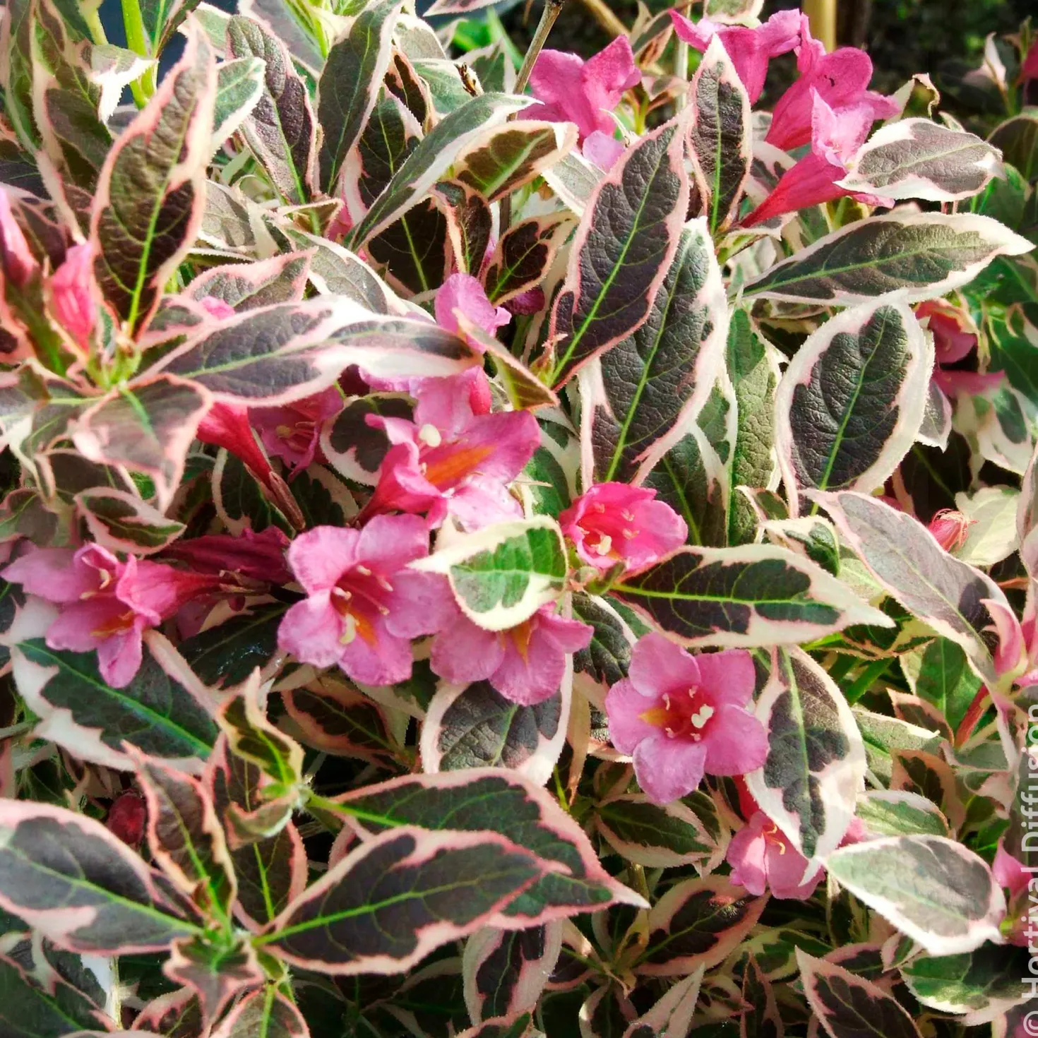 Weigelie Monet - Buntes Laub, rosa Blüten