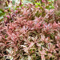 Weigelie Monet - Buntes Laub, rosa Blüten