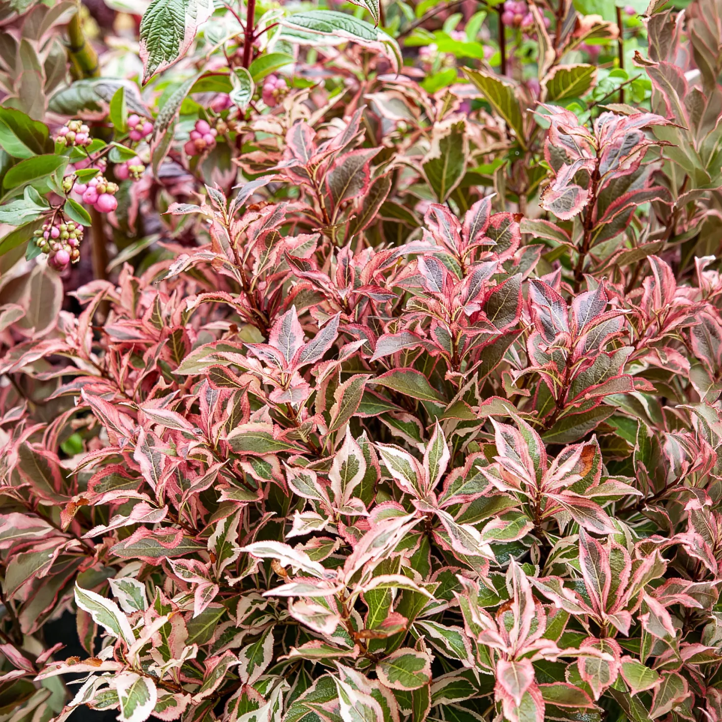 Weigelie Monet - Buntes Laub, rosa Blüten