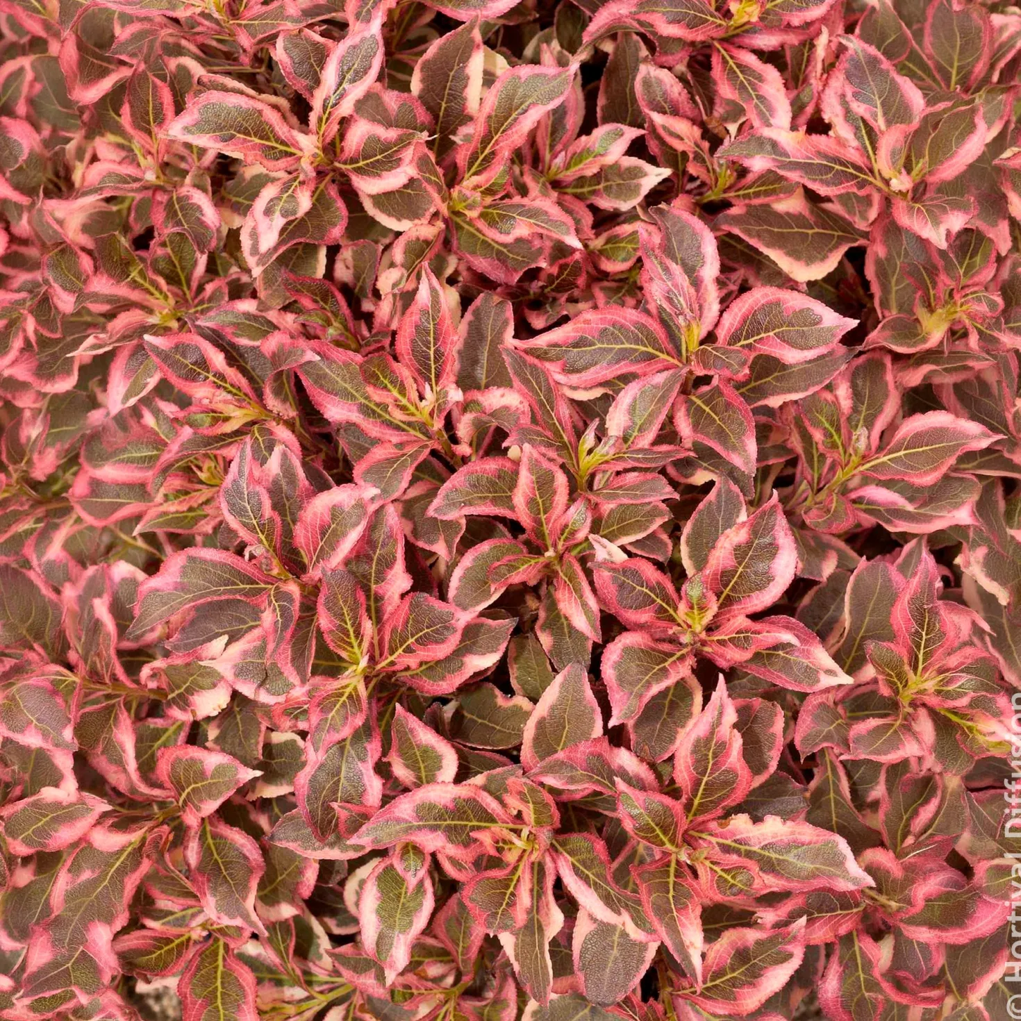 Weigelie Monet - Buntes Laub, rosa Blüten