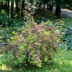 Weigelie ‘Pink Princess’ - Rosa Blüten ohne Aufwand