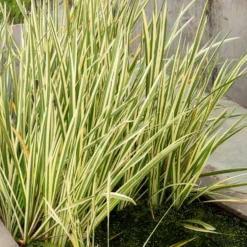 Weißgestreifter Kalmus - Frische Streifen am Wasser