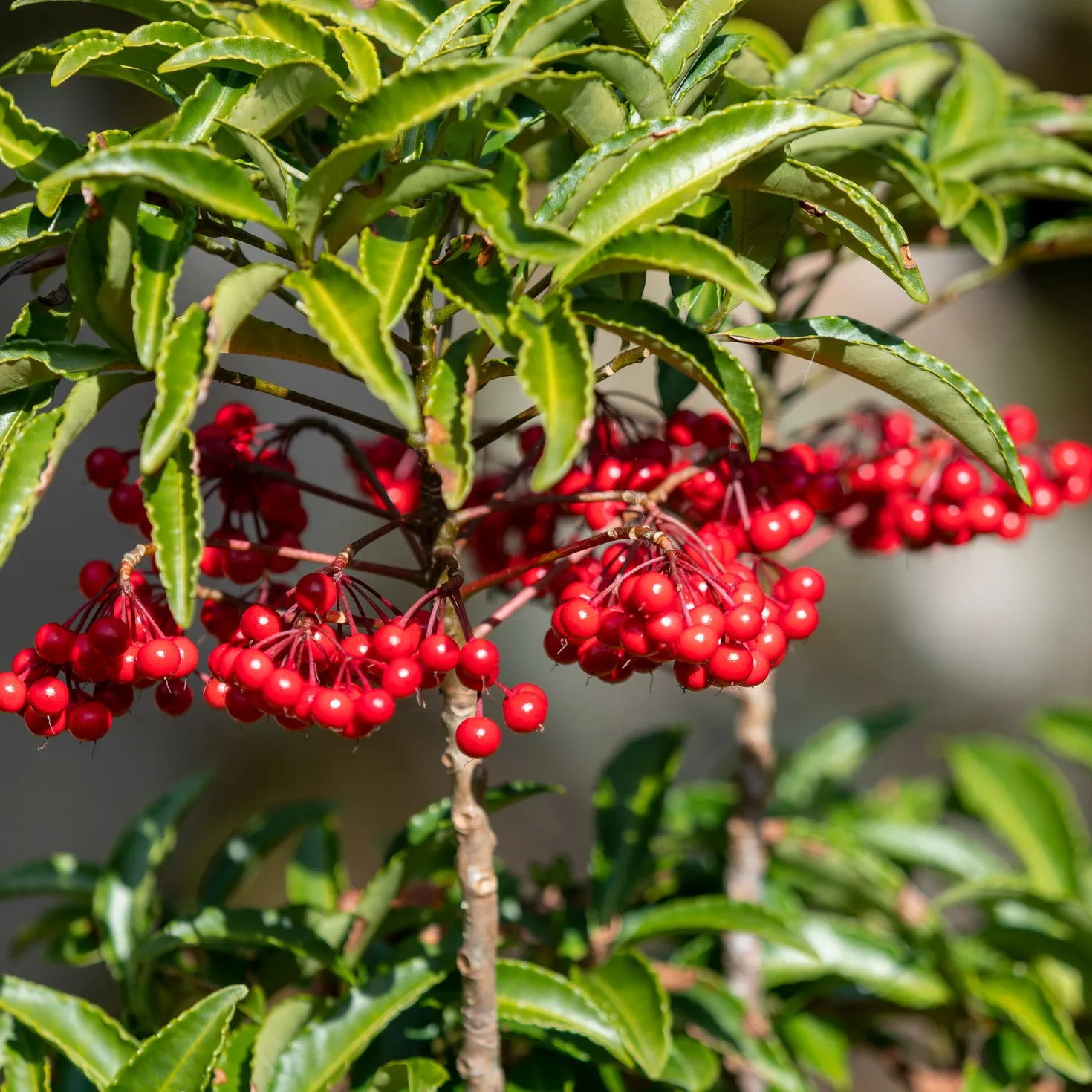 Weihnachtsbeere (Ardisia crenata) - Rote Beeren den Winter lang