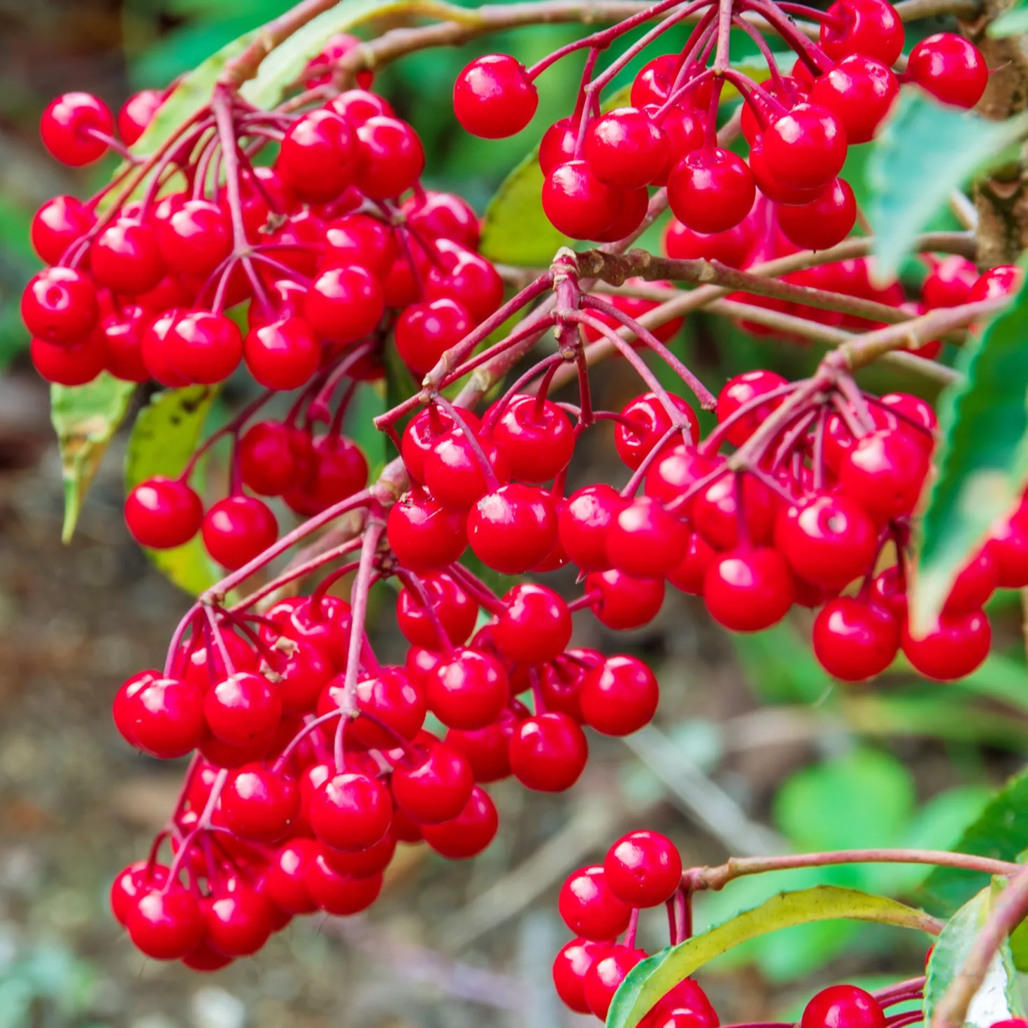 Weihnachtsbeere (Ardisia crenata) - Rote Beeren den Winter lang