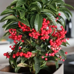 Weihnachtsbeere (Ardisia crenata) - Rote Beeren den Winter lang