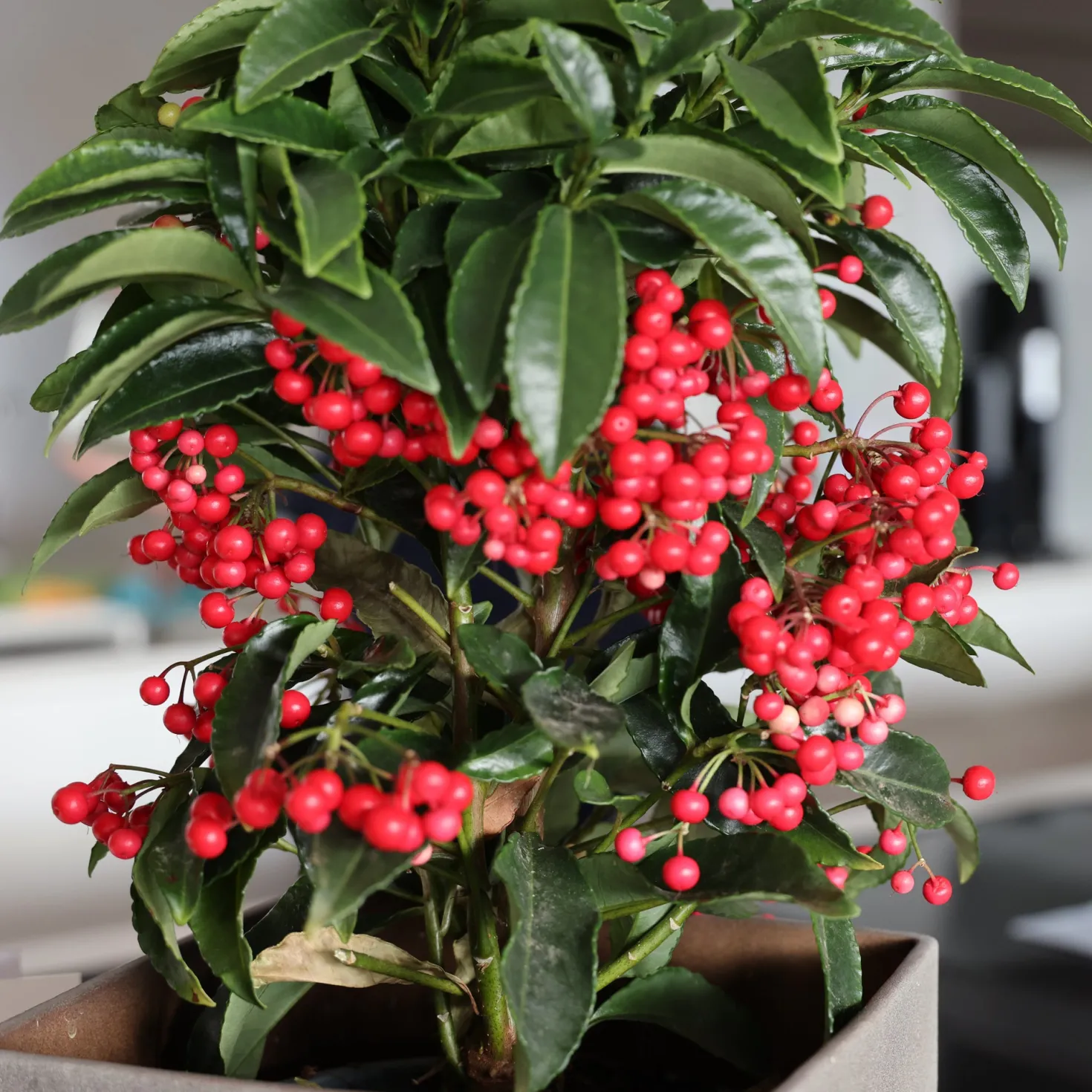 Weihnachtsbeere (Ardisia crenata) - Rote Beeren den Winter lang