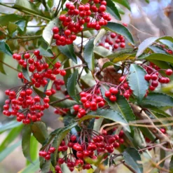 Weihnachtsbeere (Ardisia crenata) - Rote Beeren den Winter lang