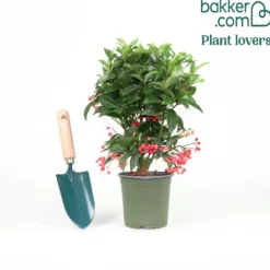 Weihnachtsbeere (Ardisia crenata) - Rote Beeren den Winter lang