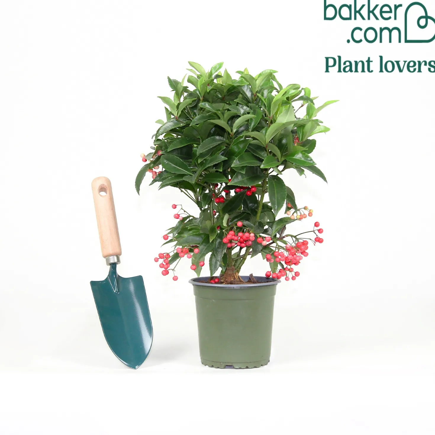 Weihnachtsbeere (Ardisia crenata) - Rote Beeren den Winter lang