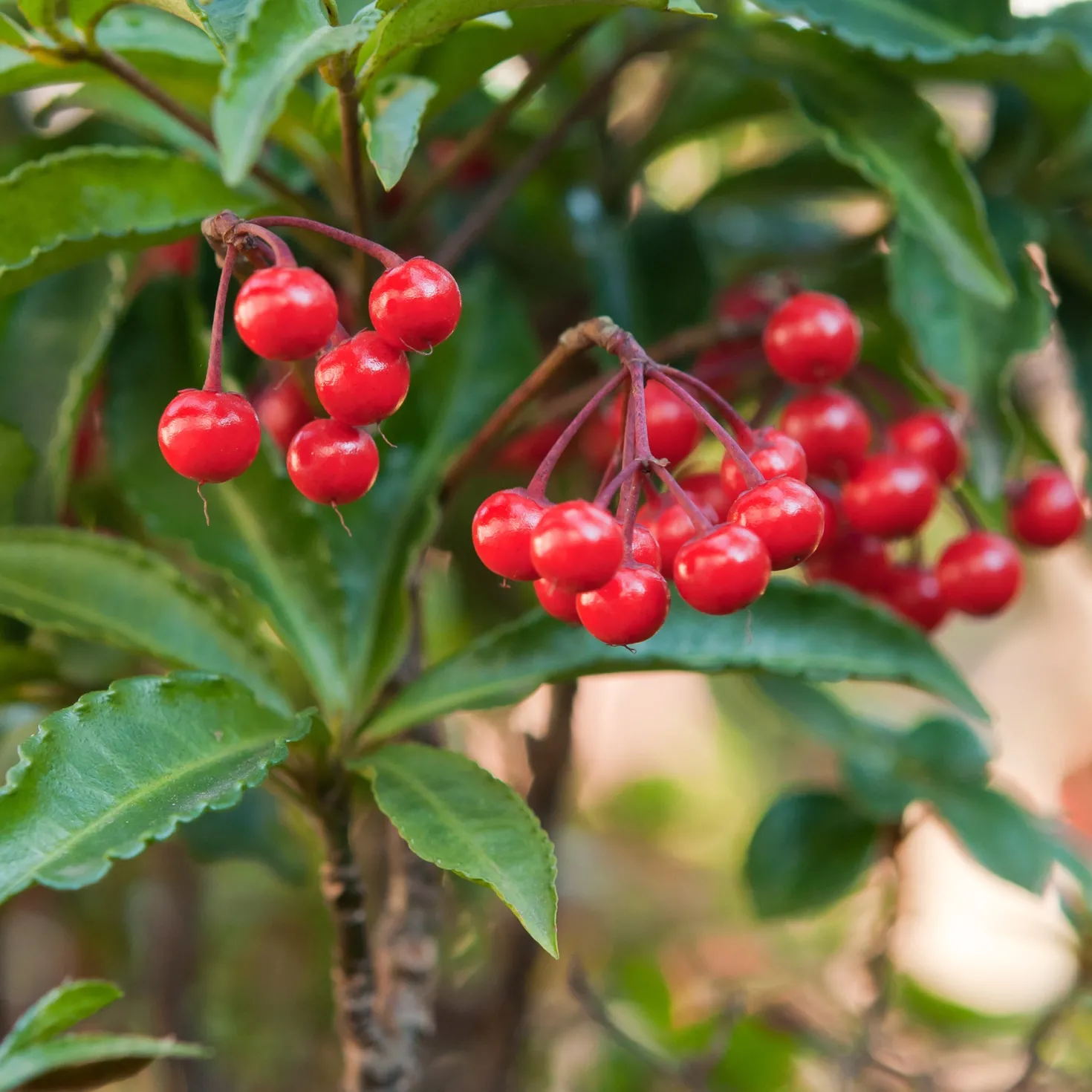 Weihnachtsbeere (Ardisia crenata) - Rote Beeren den Winter lang