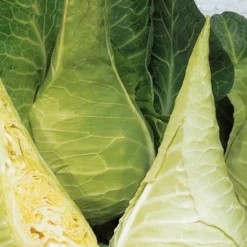Weißkohl ‘Filderkraut Express’ - Süßer Spitzkohl ganz leicht