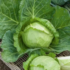 Weißkohl ‘Nantais hatif’ - Früher Kohl, knackig frisch