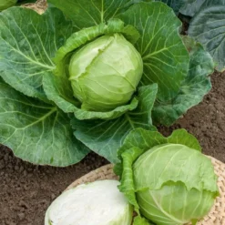 Weißkohl ‘Nantais hatif’ - Früher Kohl, knackig frisch