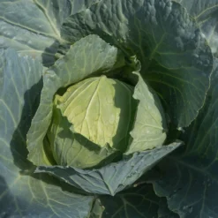 Weißkohl ‘Roem van Enkhuizen 3’ Bio - Feste Köpfe, lange haltbar