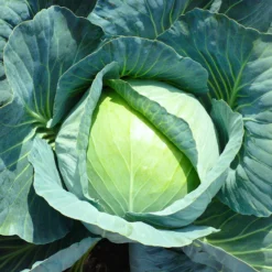 Weißkohl Vestri F1 - Feste Köpfe, lange haltbar