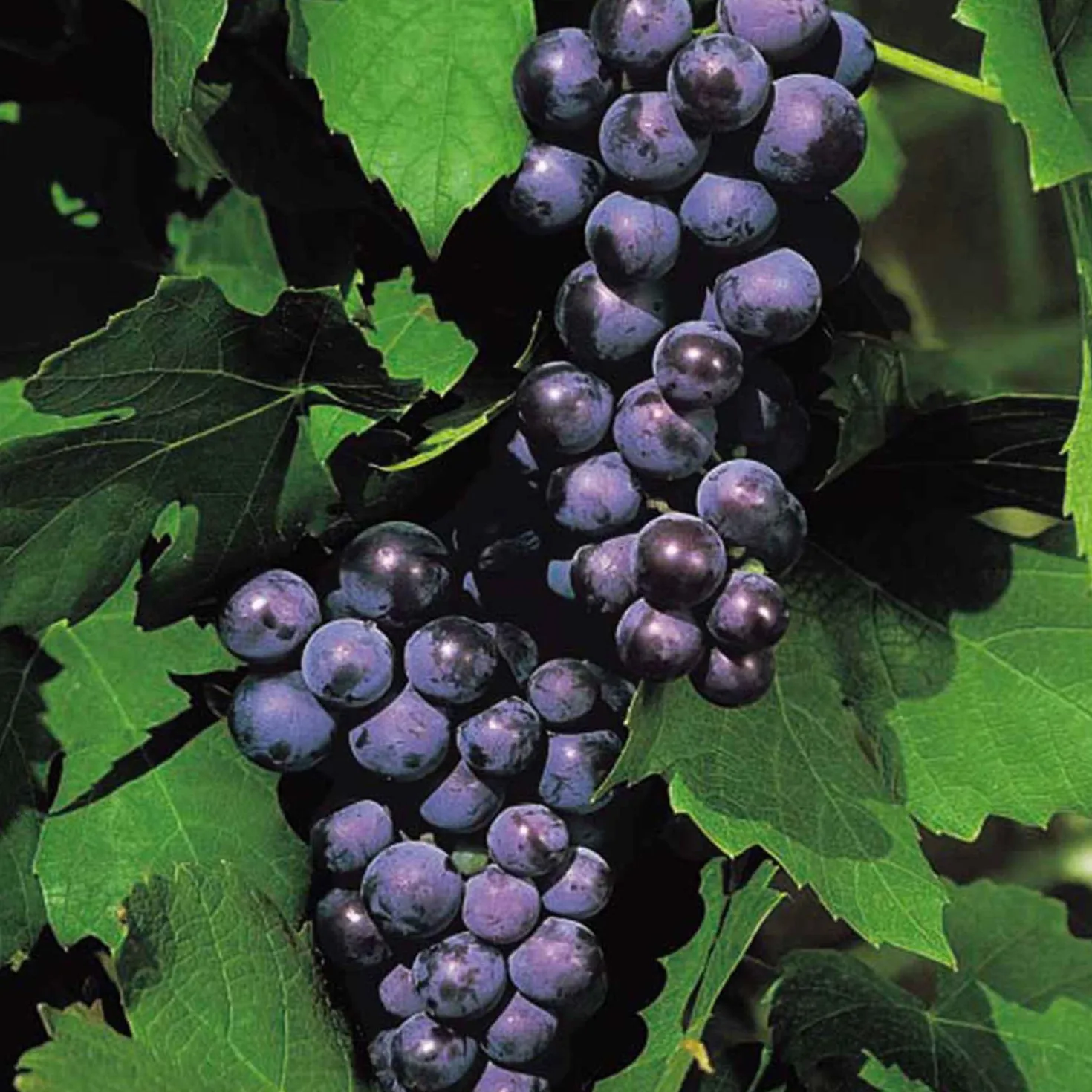 Weinrebe 'Boskoop Glory' - Süße Trauben ohne Aufwand