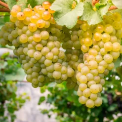 Weinrebe ‘Chardonnay’ - Eigener Wein vom Balkon