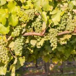 Weinrebe ‘Chardonnay’ - Eigener Wein vom Balkon
