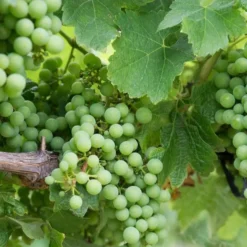 Weinrebe ‘Chardonnay’ - Eigener Wein vom Balkon