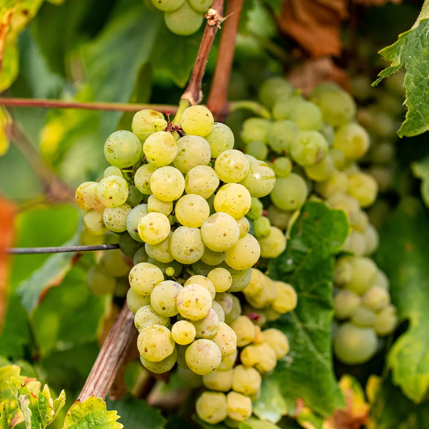Weinrebe ‘Chardonnay’ - Eigener Wein vom Balkon
