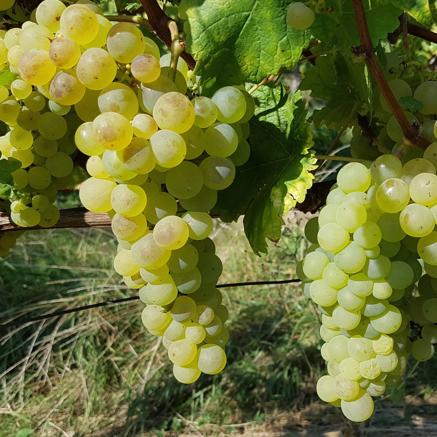 Weinrebe ‘Chasselas de Fontainebleau’ - Süße Trauben direkt vom Balkon