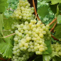 Weinrebe Exalta - Süße Trauben ohne Spritzen