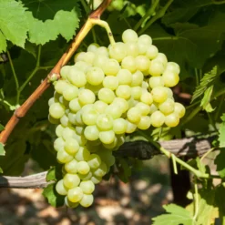 Weinrebe Exalta - Süße Trauben ohne Spritzen