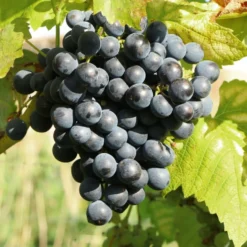 Weinrebe 'Muscat Bleu' - Süße Trauben direkt vom Balkon