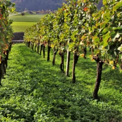 Weinreben-Kollektion ‘Pinot’, ‘Merlot’, ‘Chardonnay’ (x3) - Unverzichtbares Trio für feine Weine