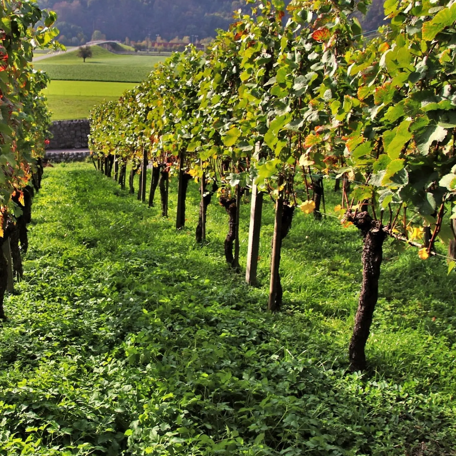 Weinreben-Kollektion ‘Pinot’, ‘Merlot’, ‘Chardonnay’ (x3) - Unverzichtbares Trio für feine Weine