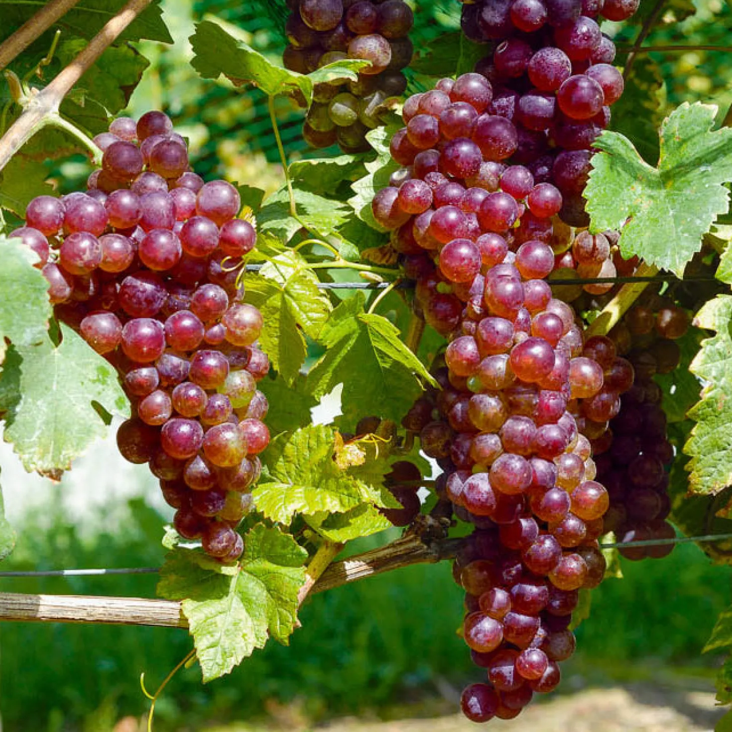 Weinreben-Kollektion (x4) - Vielfältige Geschmacksrichtungen