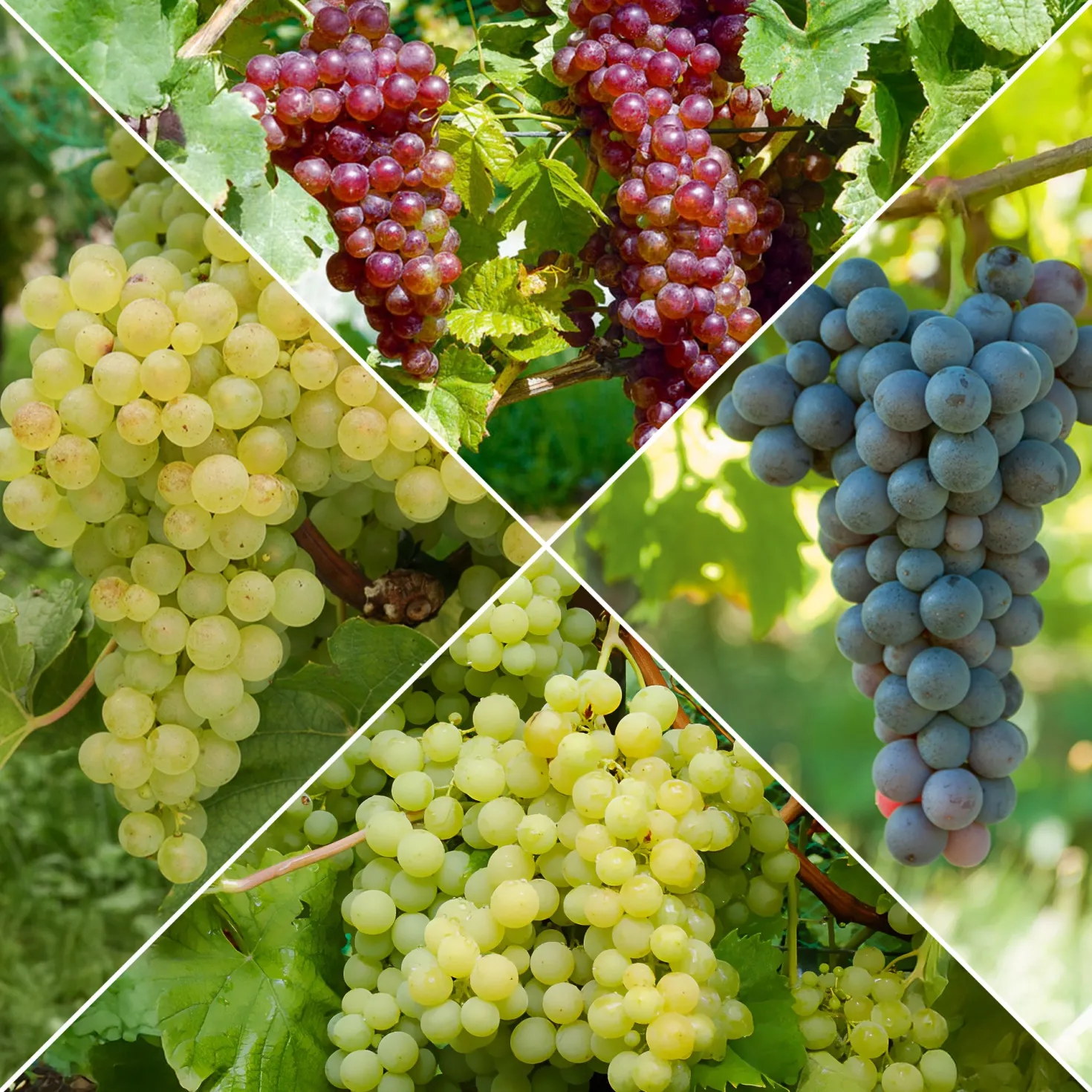 Weinreben-Kollektion (x4) - Vielfältige Geschmacksrichtungen