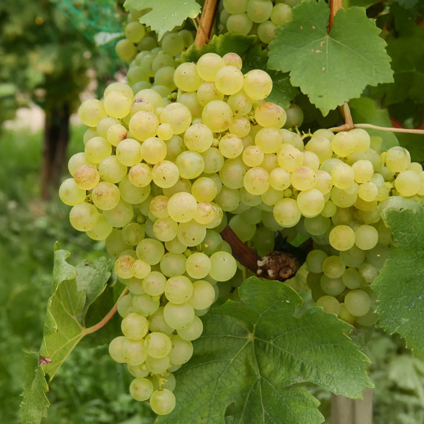 Weinreben-Kollektion (x4) - Vielfältige Geschmacksrichtungen