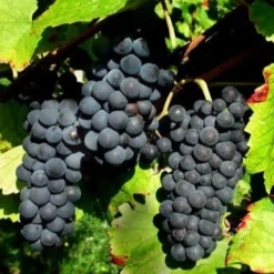 Weinrebe Pinot - Eigene Trauben ganz einfach