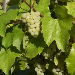 Weisse Traube Bianca - Süße Trauben ganz einfach