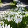 Weisse Windblume - Weiße Blüten den ganzen Spätsommer