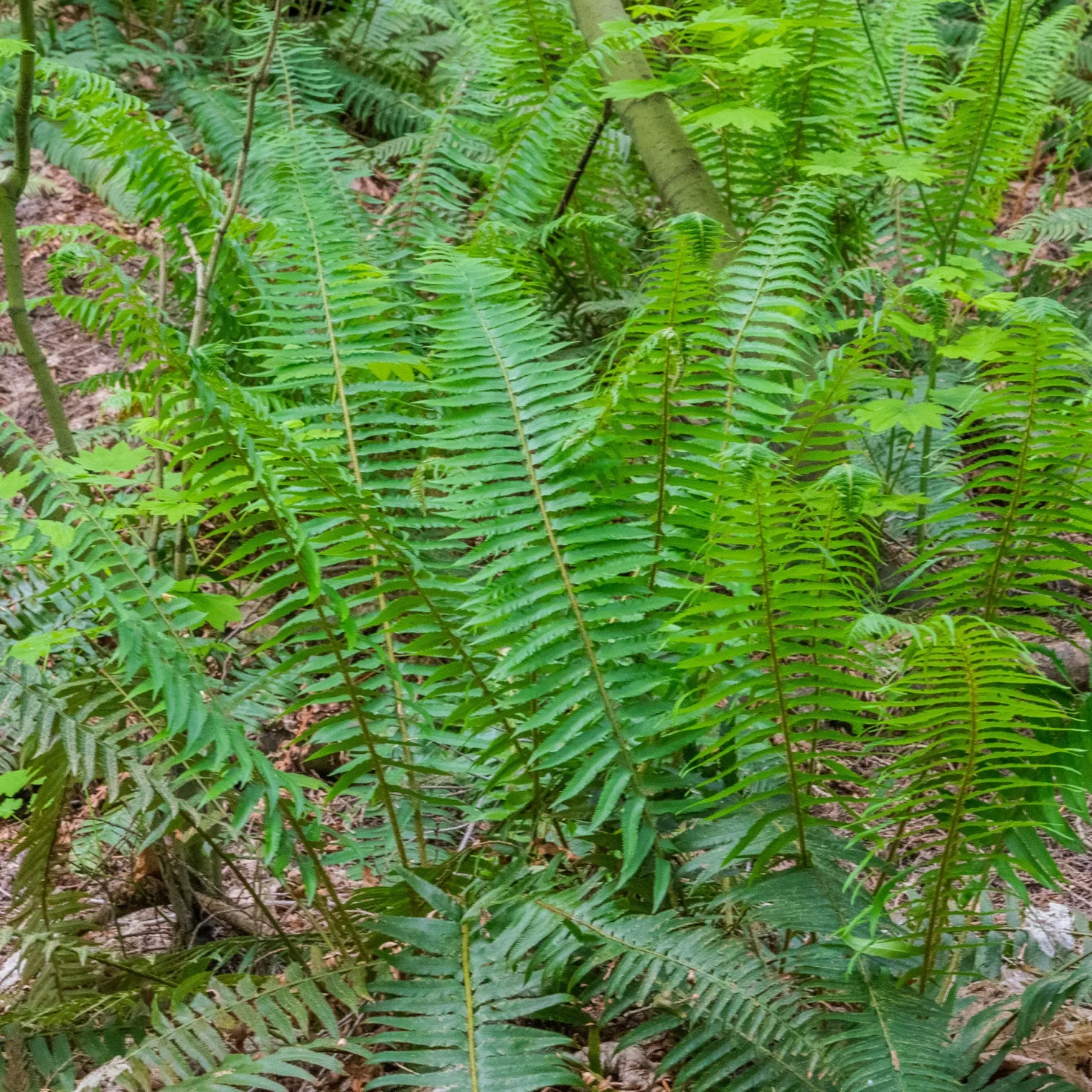 Westlicher Schwertfarn - Immergrün, sofort schön
