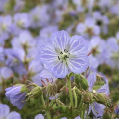 Wiesengeranie Mrs. Kendall Clark - Zarte Blüten, robuste Pflanze